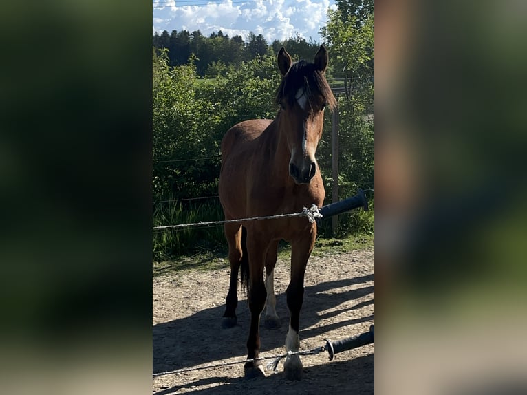 Freiberger Hengst 3 Jaar Bruin in Uettligen