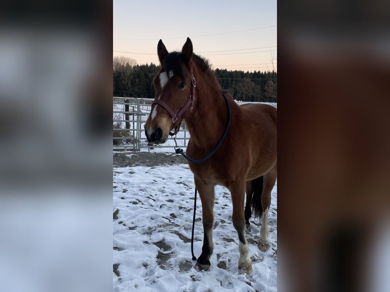 Freiberger Hengst 3 Jahre Brauner in Uettligen