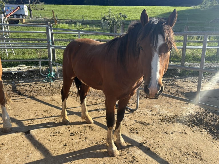Freiberger Hengst 4 Jaar Bruin in D&#xE4;niken SO