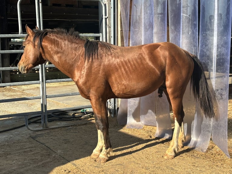 Freiberger Hengst 4 Jaar Bruin in D&#xE4;niken SO