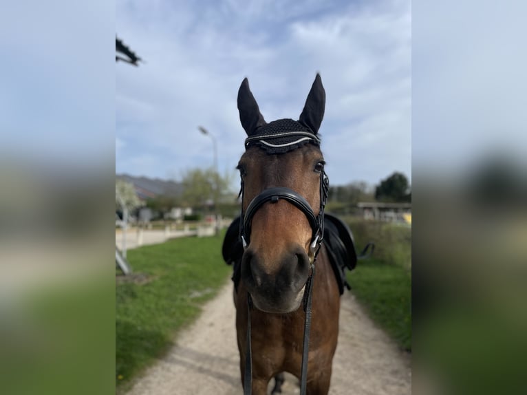 Freiberger Hengst 6 Jaar 162 cm Bruin in Inzlingen