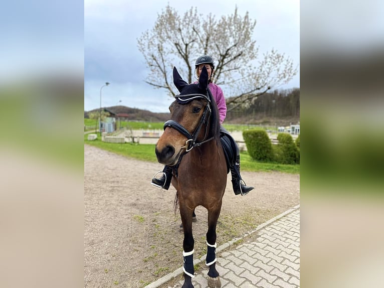 Freiberger Hengst 6 Jaar 162 cm Bruin in Inzlingen