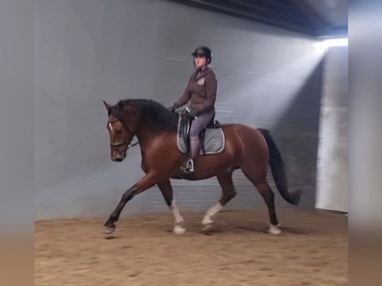 Freiberger Hengst 6 Jaar 163 cm Bruin in Nuenen