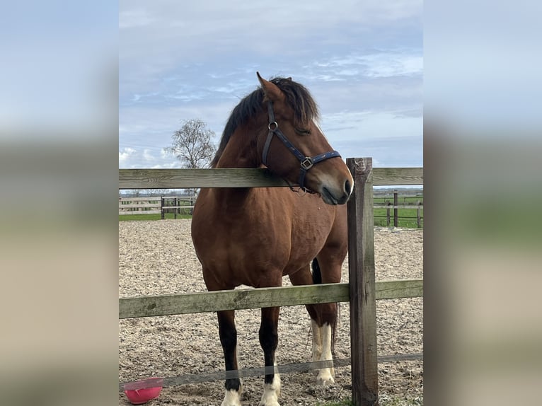 Freiberger Hengst 6 Jahre 155 cm Brauner in Rhenen