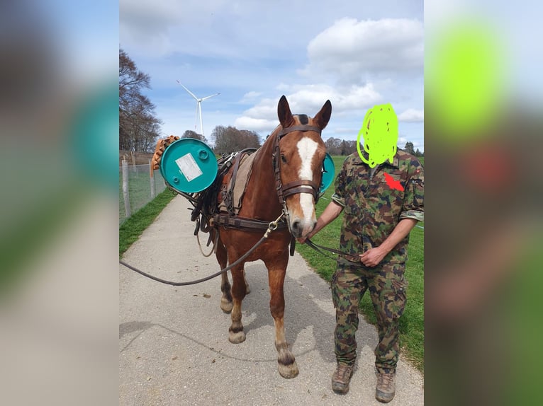 Freiberger Hengst 6 Jahre 156 cm Brauner in Mont-Crosin