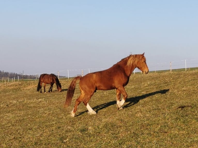 Freiberger Hengst 8 Jaar 155 cm Vos in Zeihen