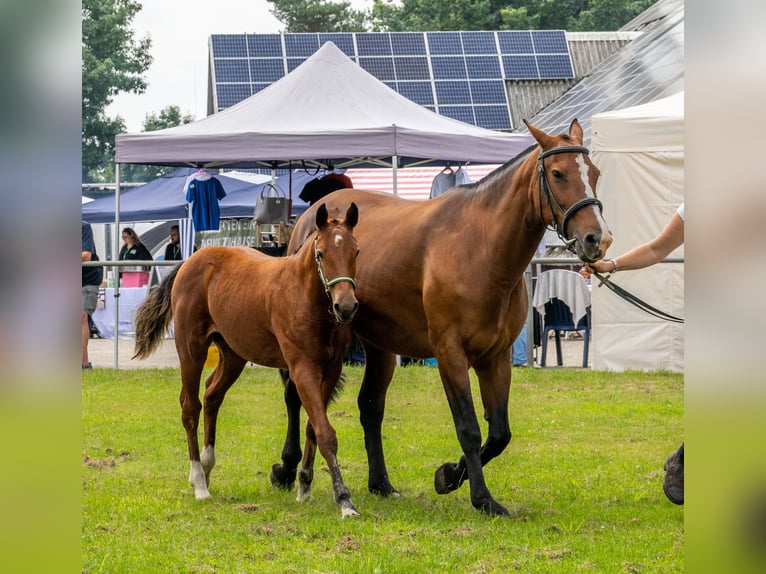 Freiberger Hengst Bruin in D&#xF6;rpen