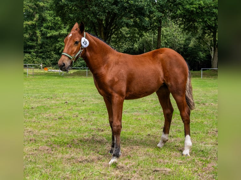 Freiberger Hengst Bruin in D&#xF6;rpen