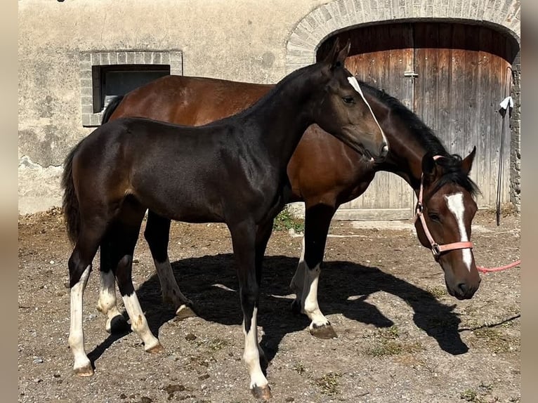 Freiberger Hengst Fohlen (05/2026) 154 cm Dunkelbrauner in Romont FR