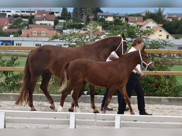 Freiberger Hengst Fohlen (04/2026) 154 cm Fuchs in Belfaux