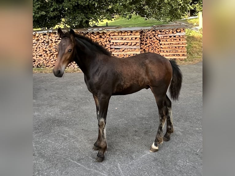 Freiberger Hengst Fohlen (03/2026) 155 cm Dunkelbrauner in Sumiswald