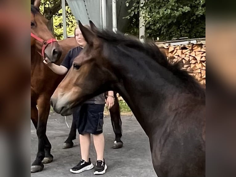 Freiberger Hengst Fohlen (03/2026) 155 cm Dunkelbrauner in Sumiswald