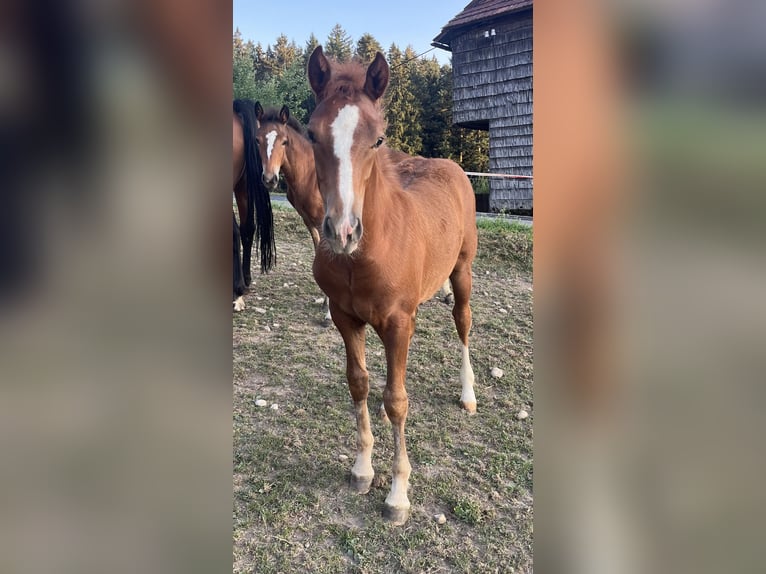 Freiberger Hengst Fohlen (03/2026) 155 cm Dunkelbrauner in Sumiswald