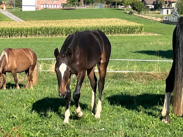 Freiberger Hengst Fohlen (03/2026) 156 cm Dunkelbrauner in Romont FR