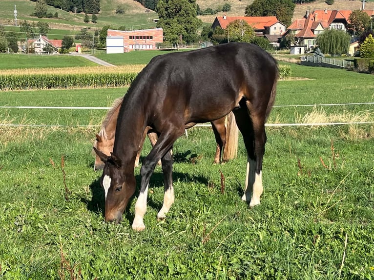 Freiberger Hengst Fohlen (03/2026) 156 cm Dunkelbrauner in Romont FR