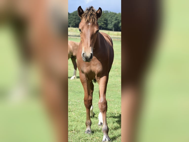 Freiberger Hengst Fohlen (04/2025) 160 cm Brauner in Wissen