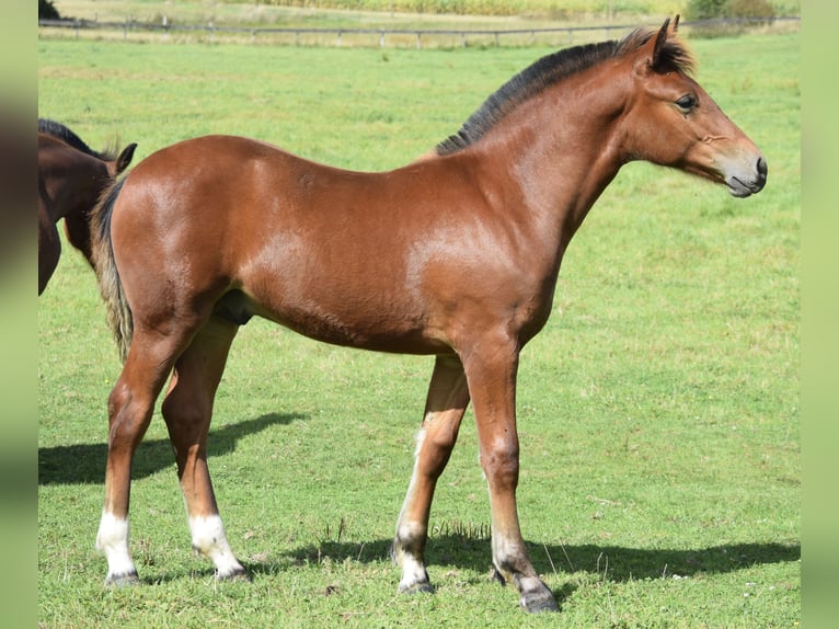 Freiberger Hengst Fohlen (04/2025) 160 cm Brauner in Wissen