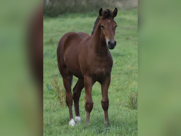 Freiberger Hengst Fohlen (04/2025) 160 cm Brauner in Wissen
