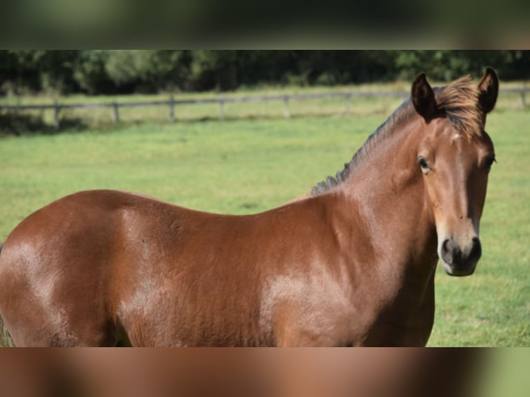 Freiberger Hengst Fohlen (04/2025) 160 cm Brauner in Wissen
