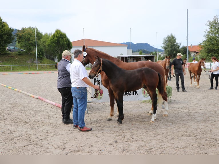 Freiberger Hengst Fohlen (04/2025) Dunkelbrauner in St. Silvester