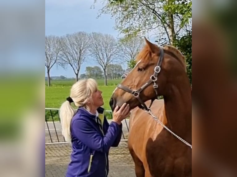 Freiberger Hengst Roodvos in Olst