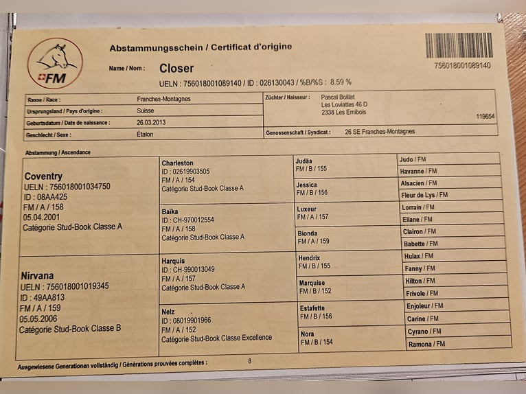 Freiberger Hengst Roodvos in Olst