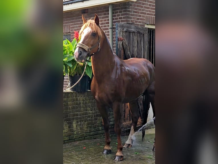 Freiberger Hengst Roodvos in Olst