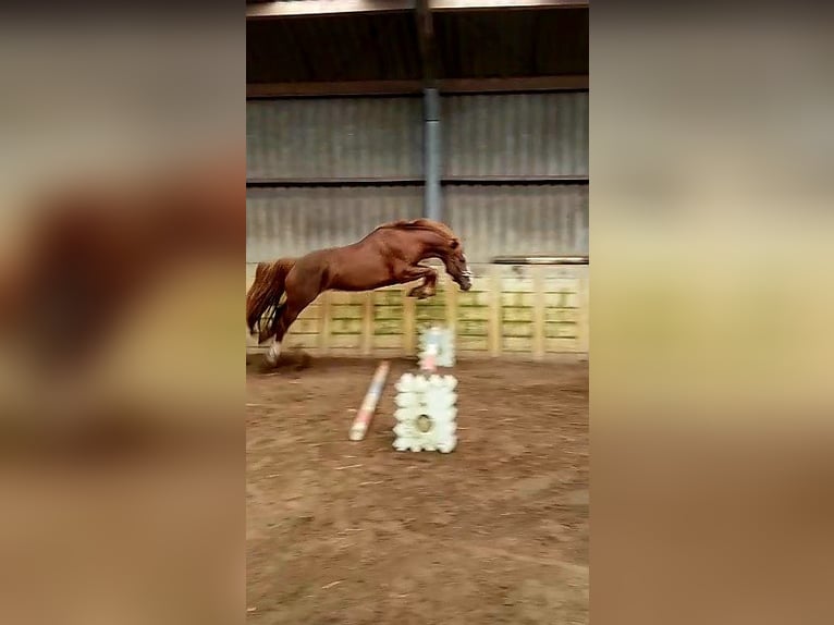 Freiberger Hengst Roodvos in Olst
