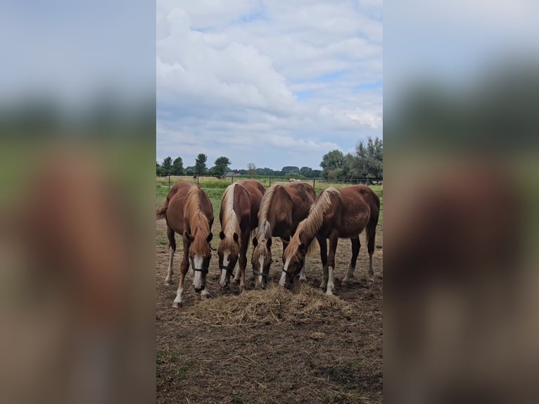 Freiberger Hengst Roodvos in Olst
