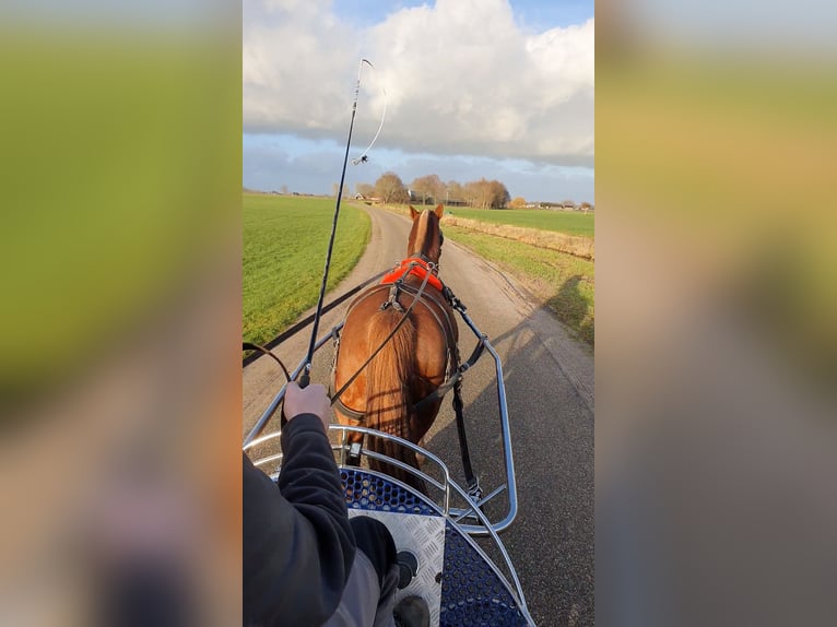 Freiberger Hengst Roodvos in Olst
