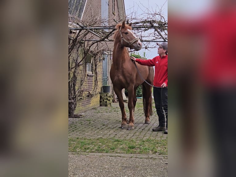 Freiberger Hengst Roodvos in Olst