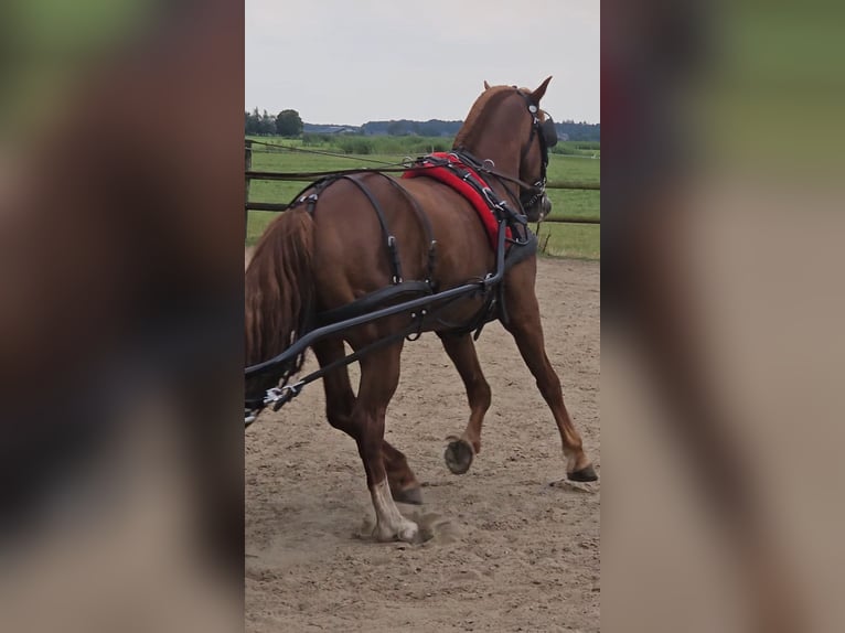 Freiberger Hengst Roodvos in Olst