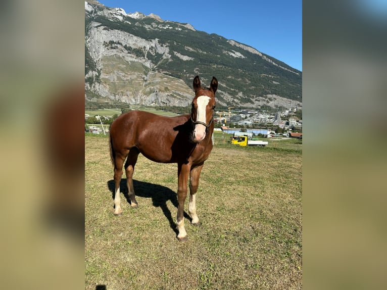 Freiberger Hengst Veulen (04/2026) 153 cm Bruin in Chur