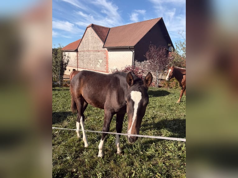 Freiberger Hengst Veulen (05/2026) 154 cm Donkerbruin in Romont FR