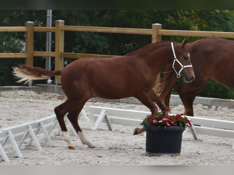 Freiberger Hengst Veulen (04/2026) 154 cm Vos in Belfaux