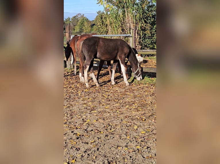 Freiberger Hengst Veulen (05/2025) 157 cm Donkere-vos in Olst