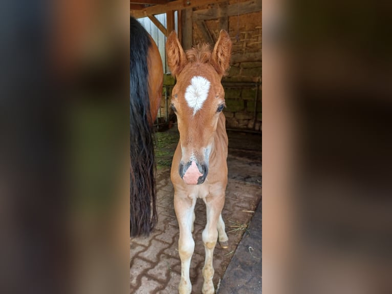 Freiberger Hengst Veulen (05/2025) 158 cm Bruin in Schenklengsfeld