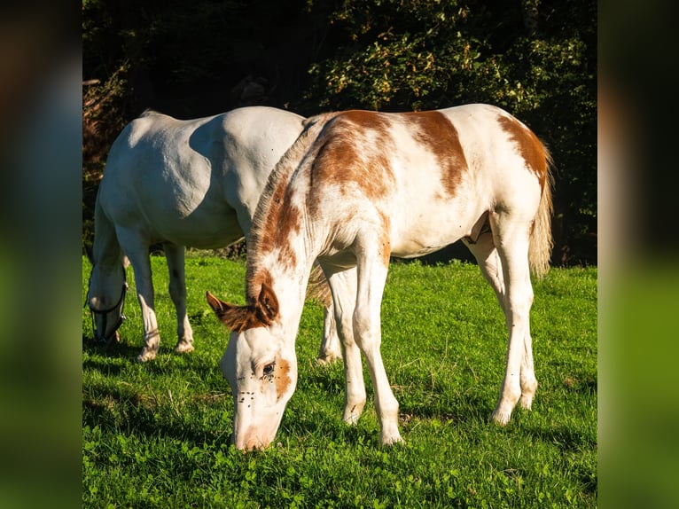 Freiberger Hengst Veulen (04/2026) 160 cm Gevlekt-paard in Mümliswil