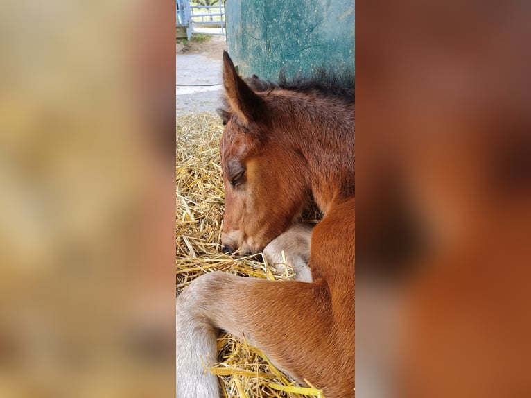 Freiberger Hengst Veulen (03/2025) Bruin in Konolfingen