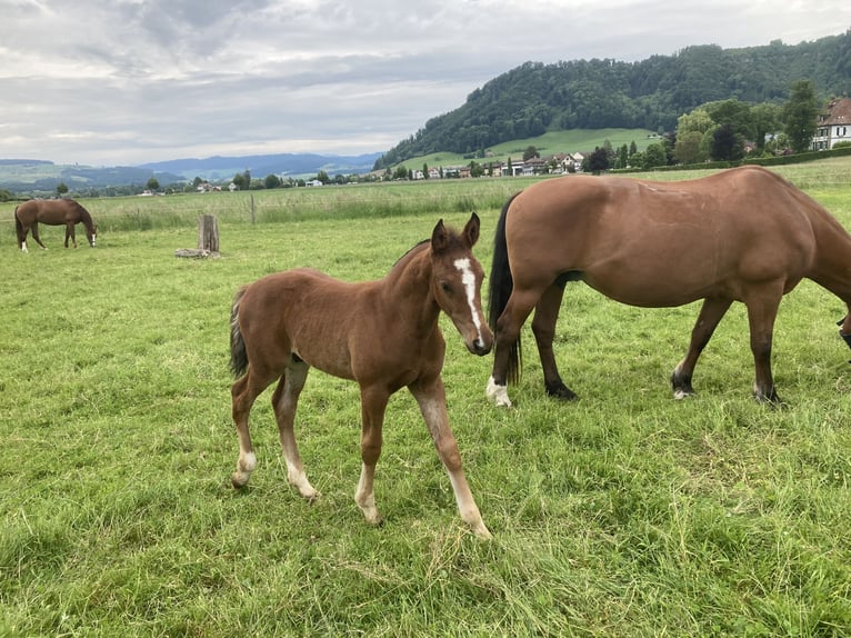 Freiberger Hengst  Bruin in Belp