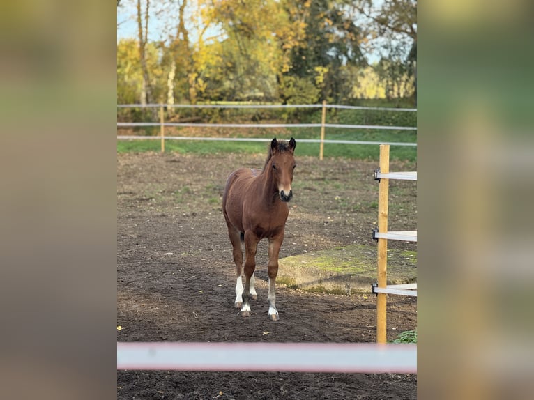 Freiberger Hengst Veulen (06/2025) Bruin in Stoetze