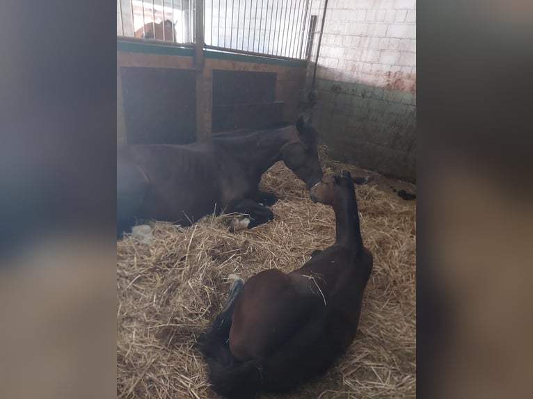Freiberger Hengst Veulen (04/2025) Donkerbruin in Pratteln