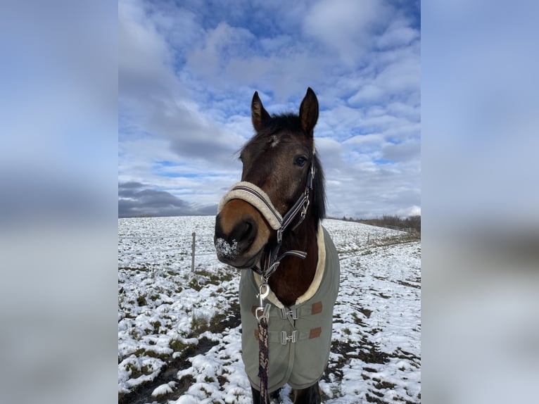 Freiberger Hingst 6 år 162 cm Brun in Inzlingen