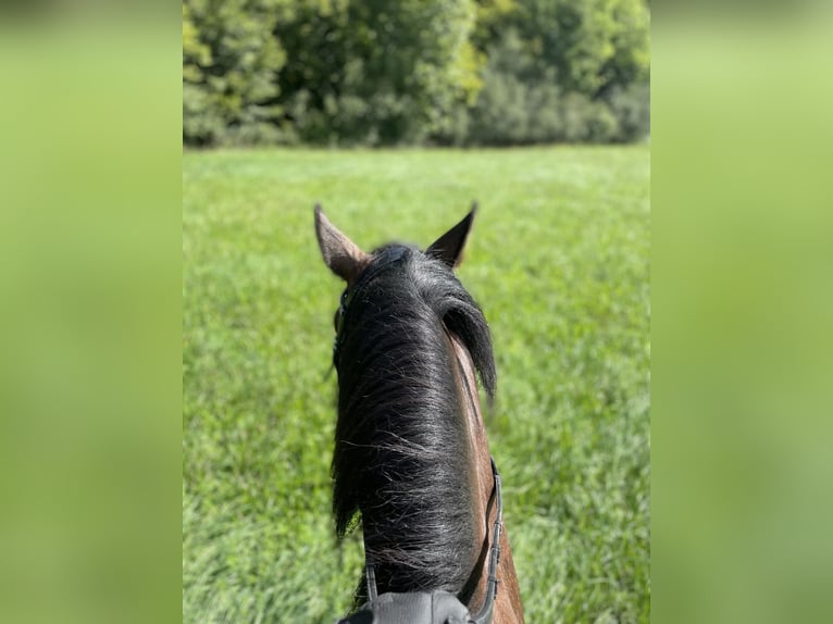 Freiberger Hingst 6 år 162 cm Brun in Inzlingen