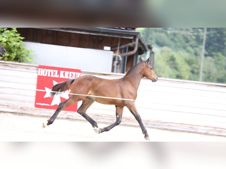 Freiberger Hingst Föl (04/2024) Brun in Hasle LU