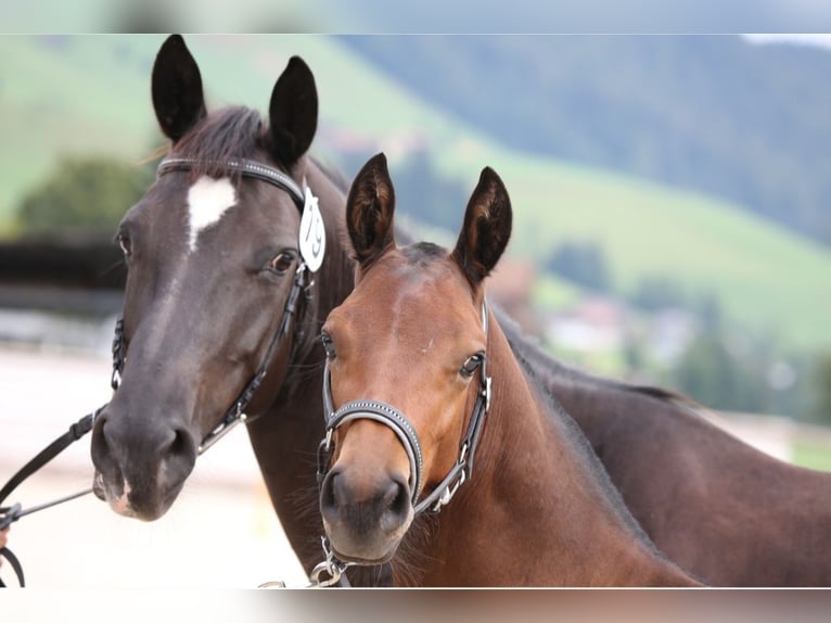 Freiberger Hingst Föl (04/2024) Brun in Hasle LU