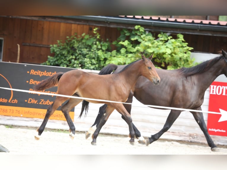 Freiberger Hingst Föl (04/2024) Brun in Hasle LU