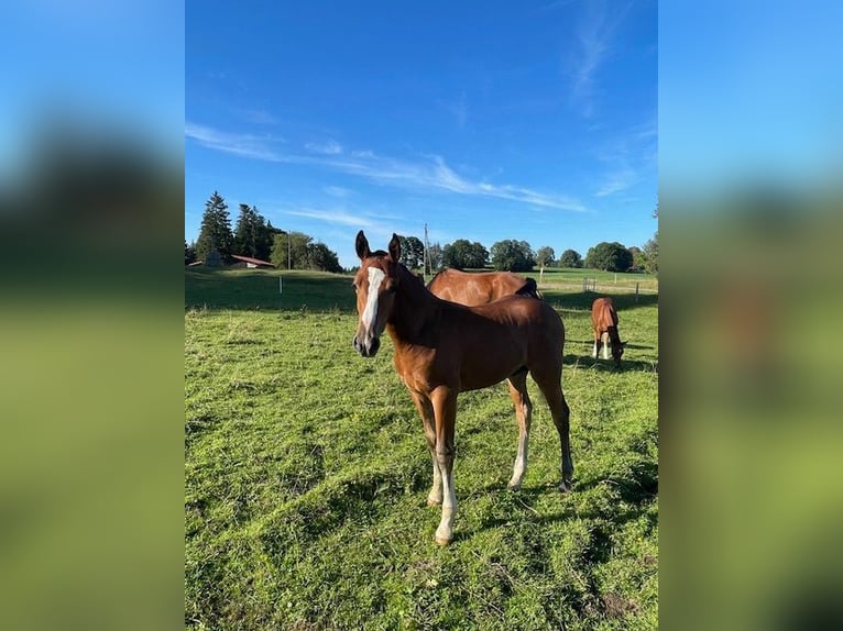 Freiberger Hingst Föl (04/2024) Brun in Muriaux