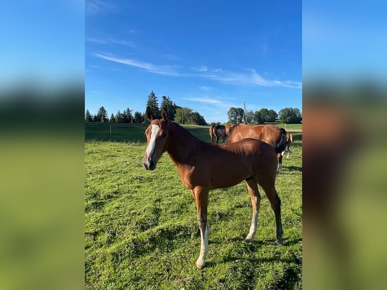 Freiberger Hingst Föl (04/2024) Brun in Muriaux