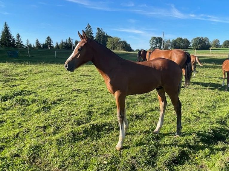 Freiberger Hingst Föl (04/2024) Brun in Muriaux